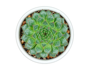 Succulent, plant, pot, isolated, white, background, vibrant, green, natural, decorative, indoor, small, compact, ornamental, minimalistic, trendy, healthy, low-maintenance, home, office, aesthetic, na