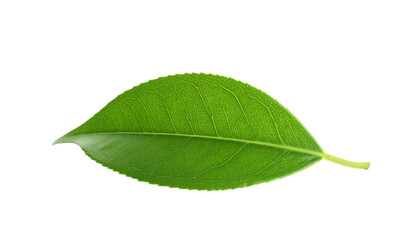 Fototapeta premium Tea leaf, isolated on white background, showcasing its natural vibrant green color, delicate texture, and organic shape, perfect for culinary, beverage, herbal, health, and decorative purposes in phot