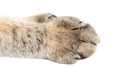 Cat paw, isolated, white background, soft, furry, cute, playful, detailed, close-up, feline, animal, domestic, pet, claw, pad, pawprint, texture, anatomy, adorable, small, delicate, friendly, clean, g