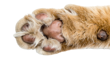 Cat paw, isolated, white background, soft, furry, cute, playful, detailed, close-up, feline, animal, domestic, pet, claw, pad, pawprint, texture, anatomy, adorable, small, delicate, friendly, clean, g