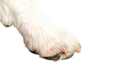 Dog paw, isolated on a clean white background, detailed pads and claws visible, showing texture and shape clearly, suitable for veterinary, pet care, educational, illustration, or stock photography pu