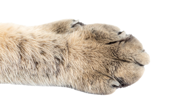 Cat paw, isolated, white background, soft, furry, cute, playful, detailed, close-up, feline, animal, domestic, pet, claw, pad, pawprint, texture, anatomy, adorable, small, delicate, friendly, clean, g