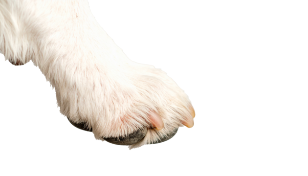 Dog paw, isolated on a clean white background, detailed pads and claws visible, showing texture and shape clearly, suitable for veterinary, pet care, educational, illustration, or stock photography pu