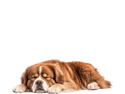 A dog peacefully sleeping curled up