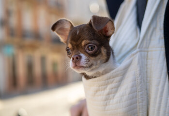 Tiny chihuahua puppy nestling comfortably inside crossbody bag, riding alongside owner during city...