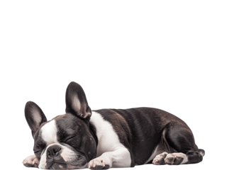 A dog peacefully sleeping curled up