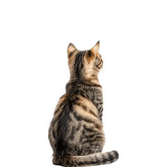 Obraz premium Orange cat sitting with its back turned, tail visible, displaying a relaxed posture