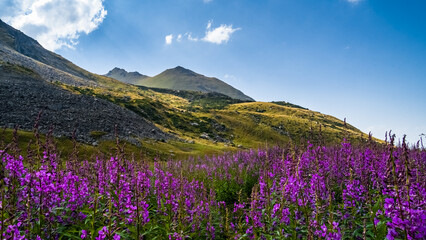 Fototapeta premium a blooming meadow of wild flowers in the mountains