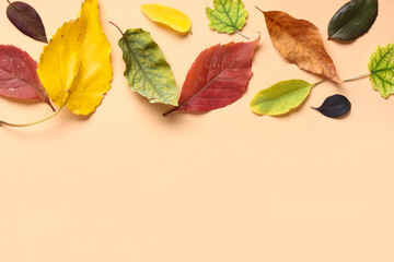 Obraz premium Composition with beautiful autumn leaves on color background