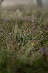 grass in the morning