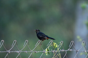 Small male Indian robin bird with a reddish tail perched on a fence against a blurred background.