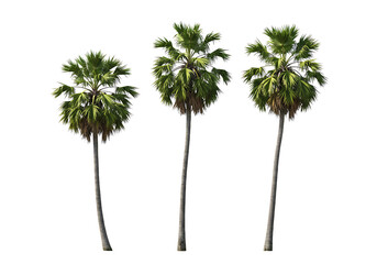 Fototapeta premium Three green palm trees tropical foliage