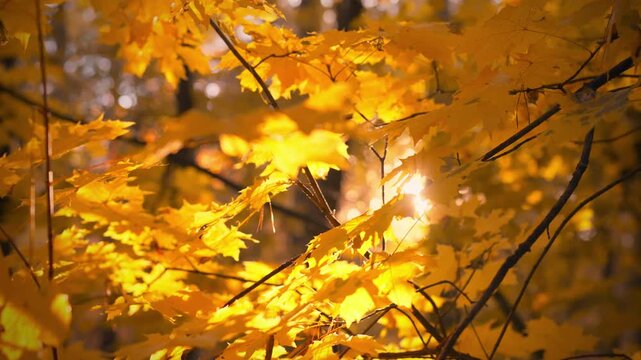 Sunlight shines through golden maple leaves in a tranquil forest. This picturesque moment captures the beauty of autumn in a natural environment, evoking calm and warmth