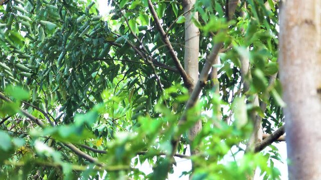 Pair of Brown Cuckoo-Dove (Macropygia rufescens sumatrana) from Ternate island, Sulawesi