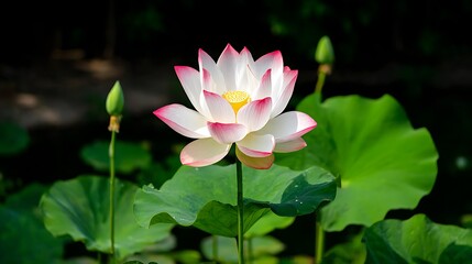 Obraz premium Elegant White Lotus Flower with Pink Edges Blooming in Natural Sunlight