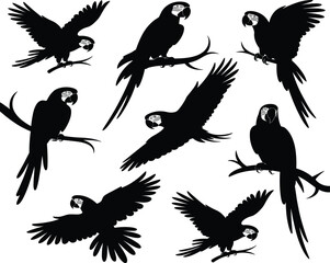 Parrot Silhouette, Flying Bird, Perched Parrot, Tropical Vector, Jungle Animal, Black Clipart, Nature Icon, Wildlife Design, Editable Graphic, Collection