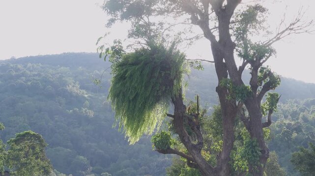 Tree epiphyte, aerial plant. A fern on a tree. Sulawesi Island. Indonesia