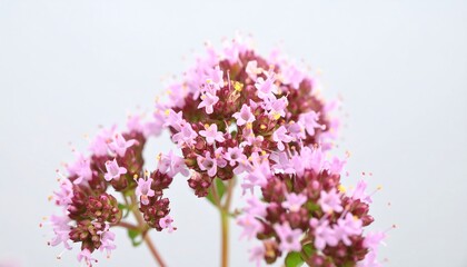 Obraz premium Close-up of delicate clusters of tiny pink flowers, highlighted against a light background, showcasing intricate details and vibrant hues.