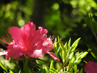 森のひとり舞台