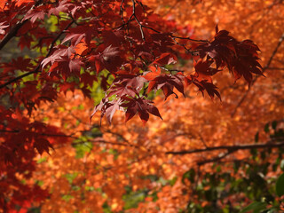 より猛き支配の手