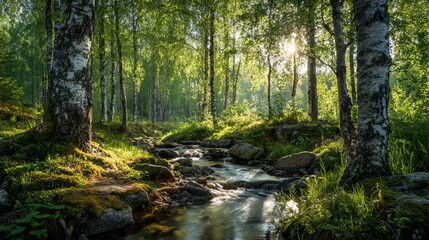 Serene forest stream bathed in golden sunlight, with vibrant green foliage and birch trees