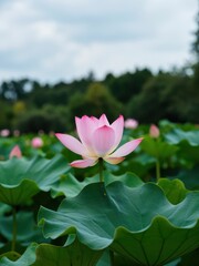 Obraz premium Lotus blossom in tranquil pond nature photography overcast sky serene landscape close-up view