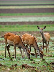 Fototapeta premium Grazing antelopes in a lush field nature scene rural landscape wildlife photography daylight conservation efforts