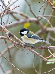 Naklejka premium Colorful great tit bird perched on branch natural habitat wildlife photography spring environment close-up view