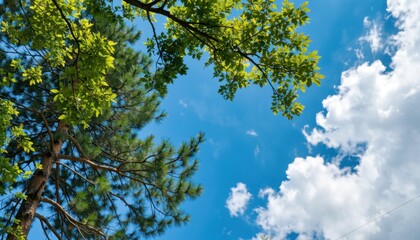 Obraz premium Skyward view of lush green trees under bright blue sky nature scene daytime serene atmosphere