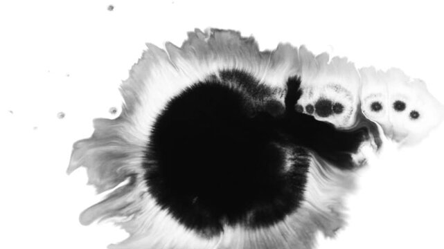 Ink Drops Transition on Black Background 4k Footage Ink Footage Transition White Ink Drops Falling on Black Background abstract paint brush stroke shape black ink splattering flowing and washing on wh