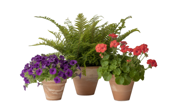 Three potted plants, purple petunias, red geraniums, and a green fern, close together