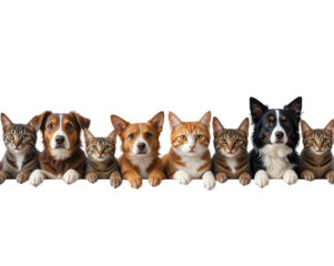 Charming collection of diverse dogs cats and pets showcasing adorable animals with playful expressions vibrant fur colors and engaging poses for pet lovers