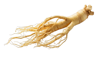 Ginseng root with slender tendrils on black background, textured