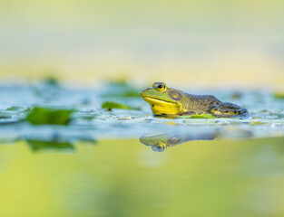 Bullfrog sitting in shallow water of a pond from a low angle with reflection below it.