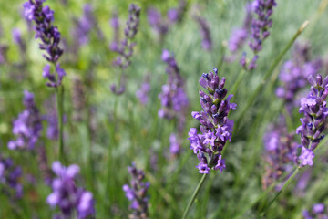 close up of lavender flowers, lavender field in provence