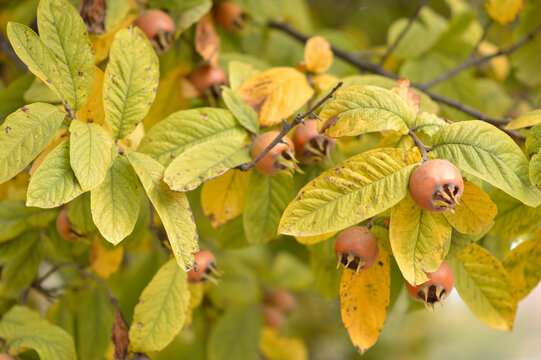 ripe medlar fruits on the tree close up