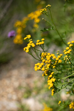 Gelbe runde Blumen