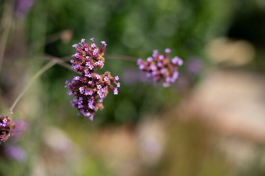 Lilafarbene Blume im Garten