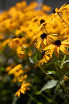 Meer an Gelb-Schwarzen Blumen