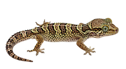Isolated Sand Gecko Reptile