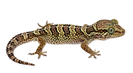 Isolated Sand Gecko Reptile