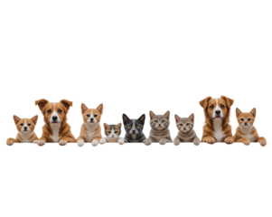 Adorable group of mixed domestic animals including dogs and cats showcasing playful friendly and furry pets ideal for family companionship and home decor