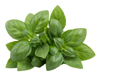 Isolated fresh basil