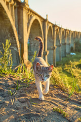 Cute kitten walks in nature