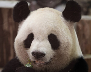 Fototapeta premium 日本周遊 白浜のパンダ