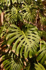 Fototapeta premium Large green monstera leaves in natural tropical environment — lush and exotic plant beauty.