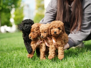 Red Toy Poodle Puppy Sitting on Green Grass. Fluffy, cute dog Looks at the Camera. Domestic pets
