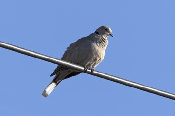 Eurasian Collared Dove Perched on a Wire Against Clear Blue Sky