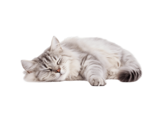 Sleeping cat curled up, fluffy tabby feline resting peacefully