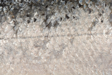 A detailed macro shot of raw salmon skin, showcasing the intricate texture and pattern of its shiny silver and black scales